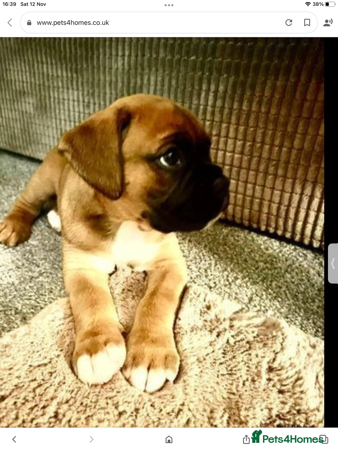 Boxer dogs for sale: **An Exceptional Show-Quality Litter Expected** - Advert 1