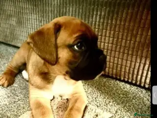 Boxer dogs *Exceptional Litter* BOTH parents European - Advert 2