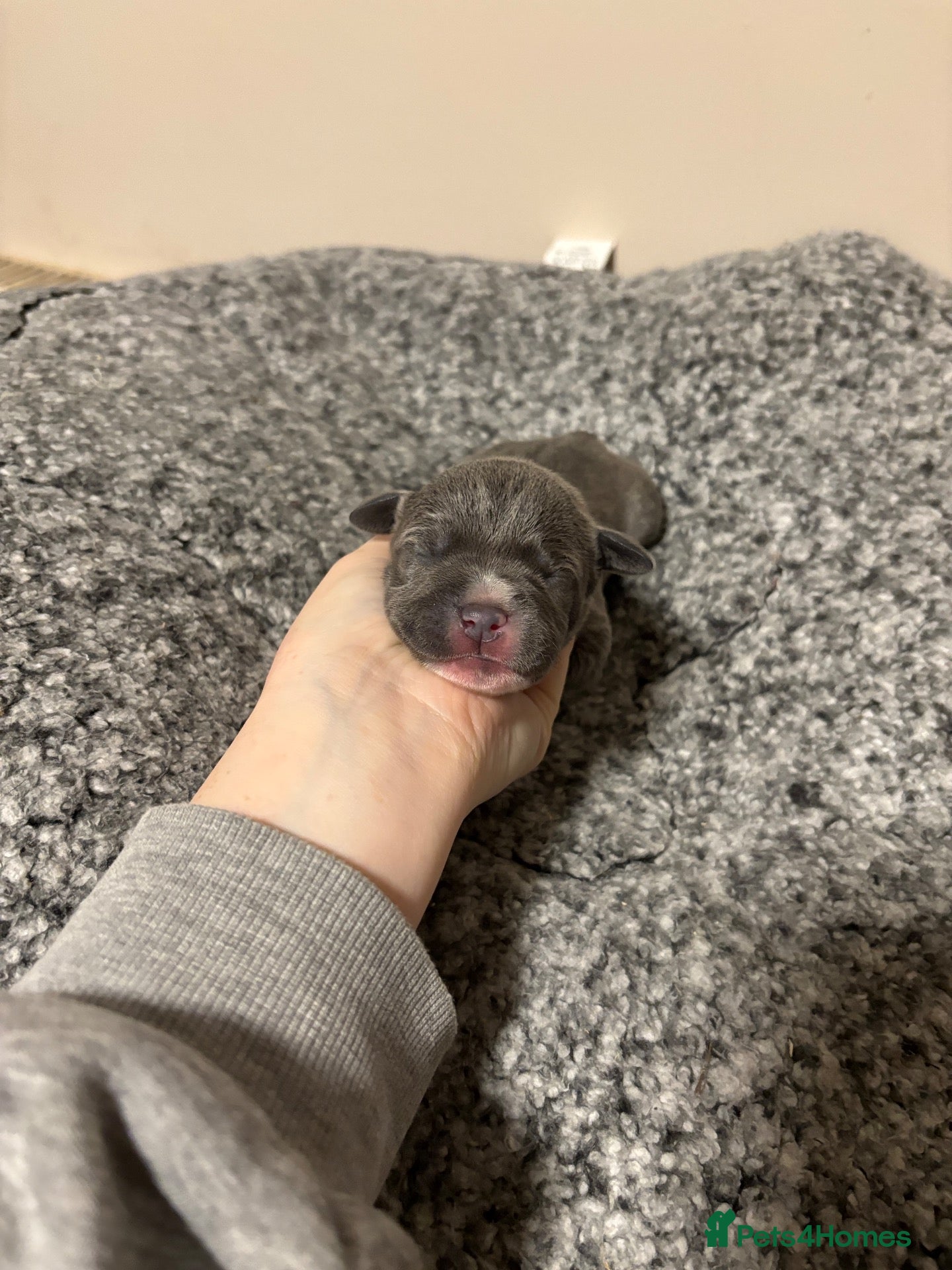 Staffordshire Bull Terrier dogs 10 Beautiful blue Staffordshire bull terrier pups - Advert 5