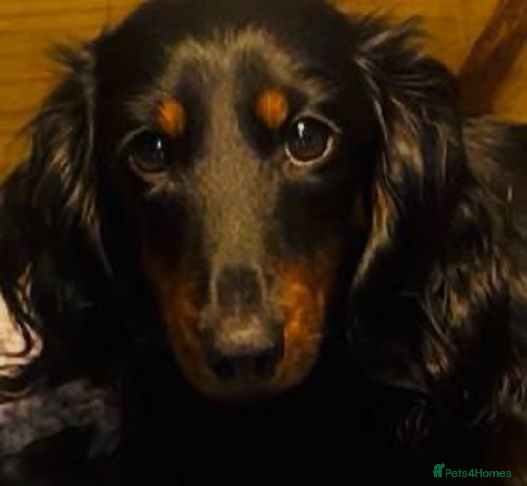 Doxiepoo dogs for sale: Doxipoo puppies - Advert 2