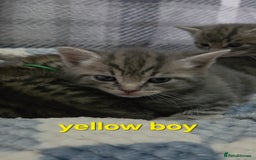 Mixed Breed cats for sale: Beautiful kittens  - Image 5