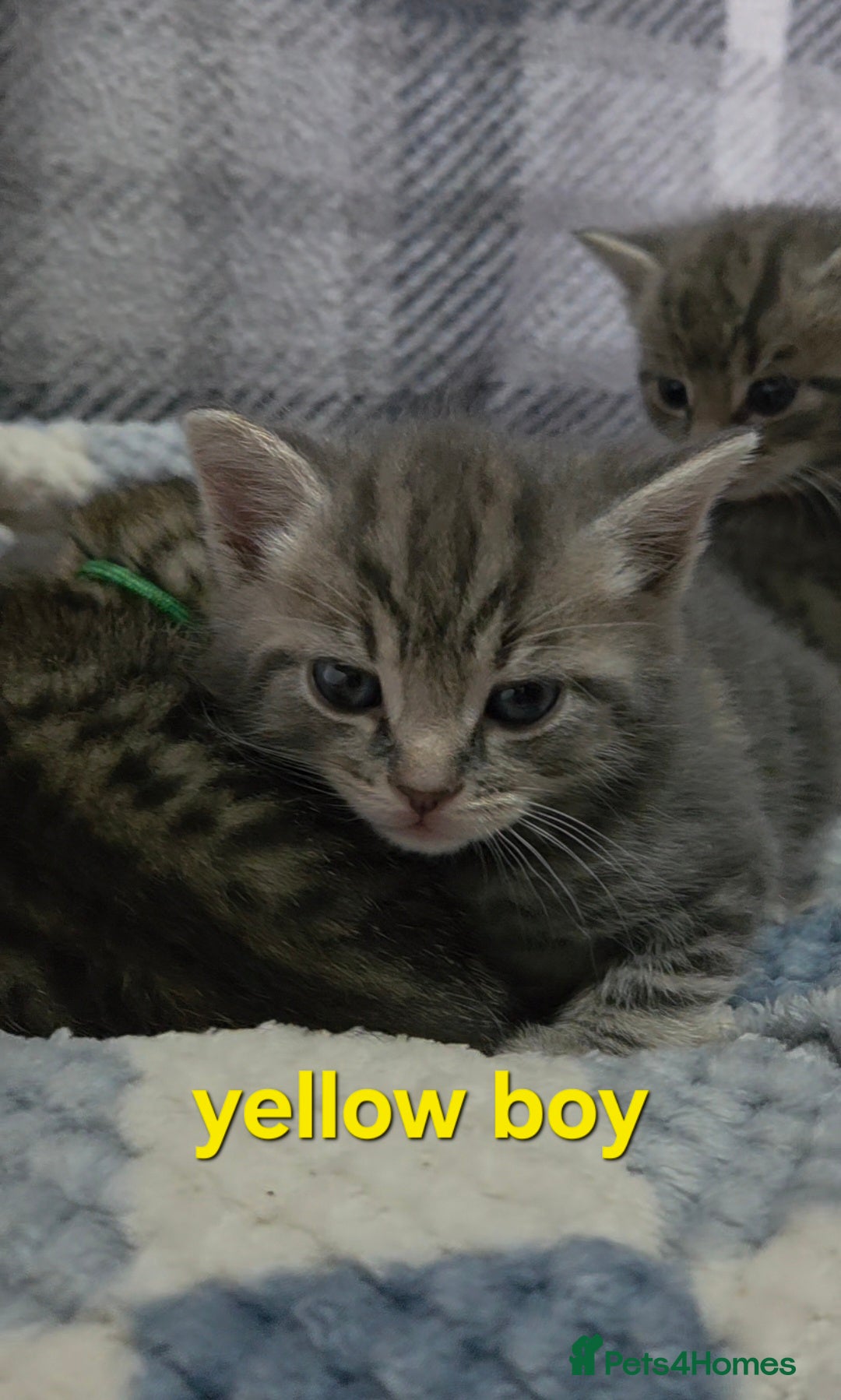 Mixed Breed cats for sale: Beautiful kittens  - Image 5
