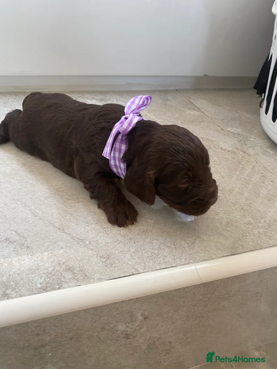 Cockapoo dogs for sale: Cockapoo puppies  - Advert 8