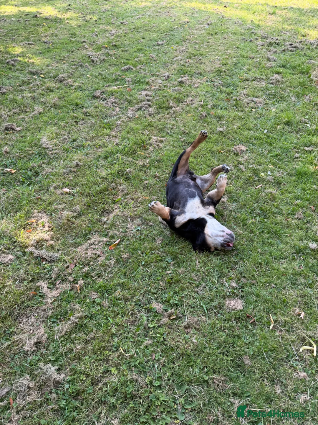 English Bulldog dogs for sale: Borris  in Bury - Advert 6