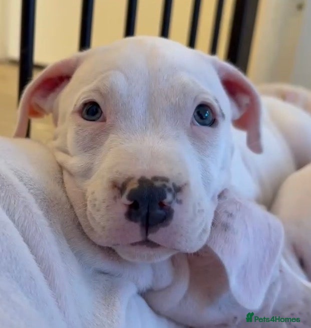 Mixed Breed dogs Beautiful American Bully x Staffy Puppies - Advert 2