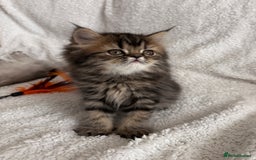 Persian cats for stud: Proven Persian Stud Shelby 💙 - Image 16