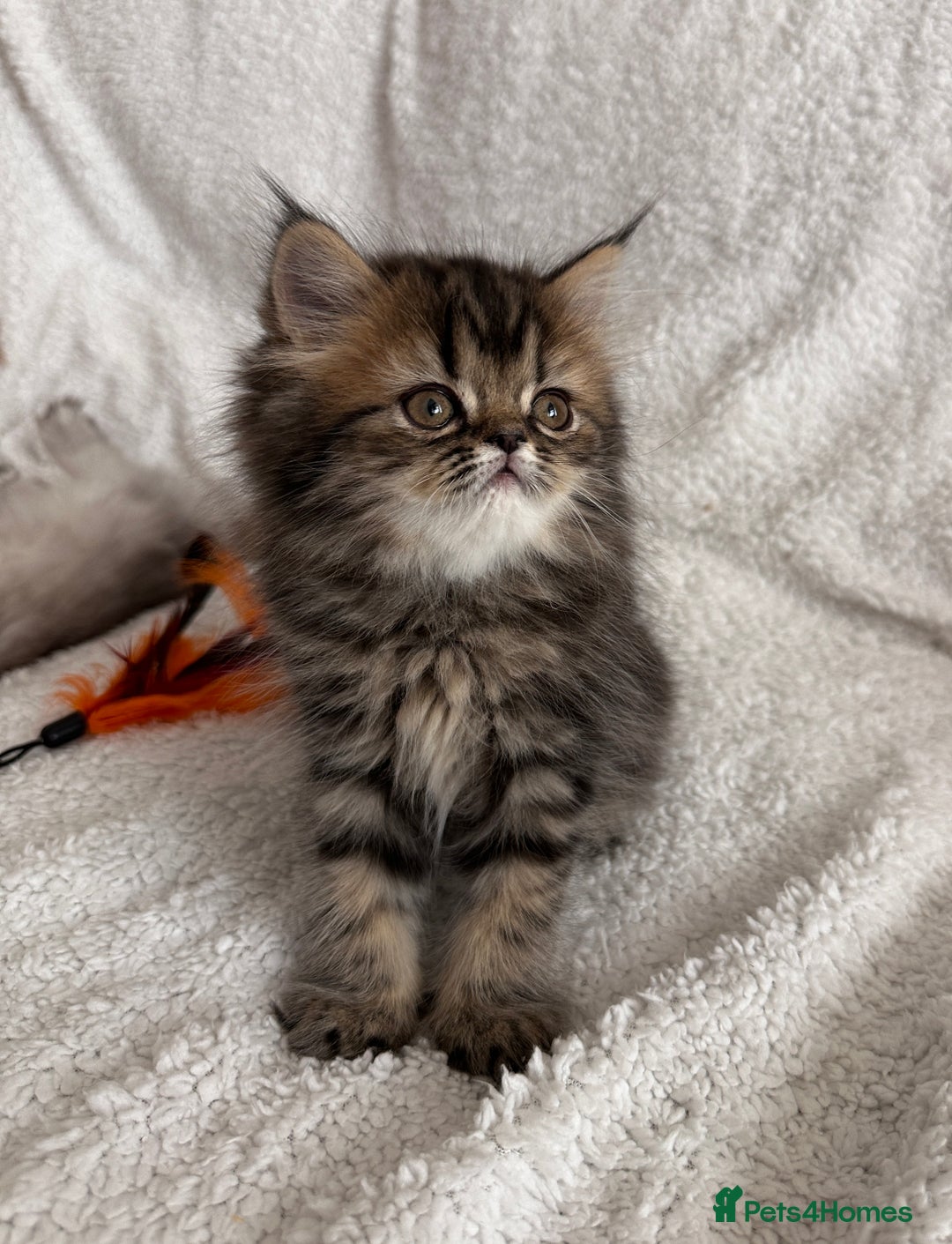 Persian cats for stud: Proven Persian Stud Shelby 💙 - Image 16