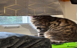 Bengal cats for sale: Garf unneutered male  - Image 4