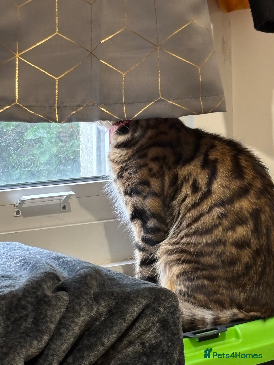 Bengal cats for sale: Garf unneutered male  - Image 4