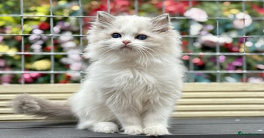 Ragdoll cats - Advert 8