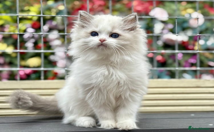 Ragdoll cats - Advert 2