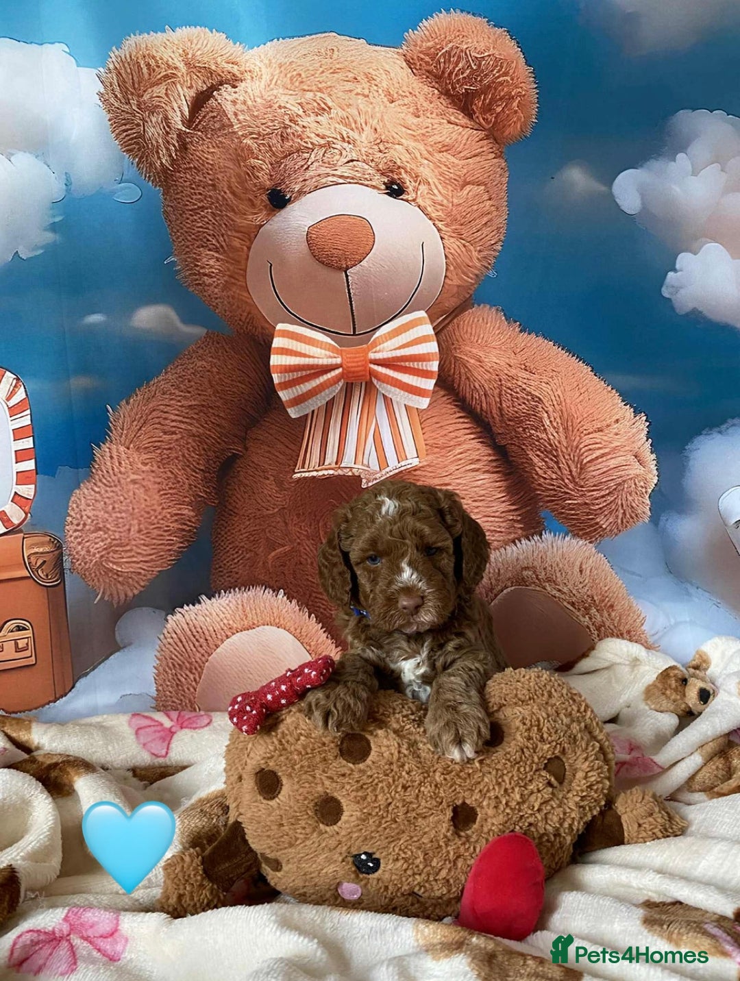 Cockapoo dogs for sale: Beautiful Cockapoo litter with Parents DNA  - Image 6