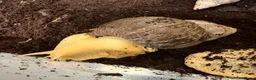 Snails invertebrates for sale: African Land Snails - Looking for a New Home  - Advert 6