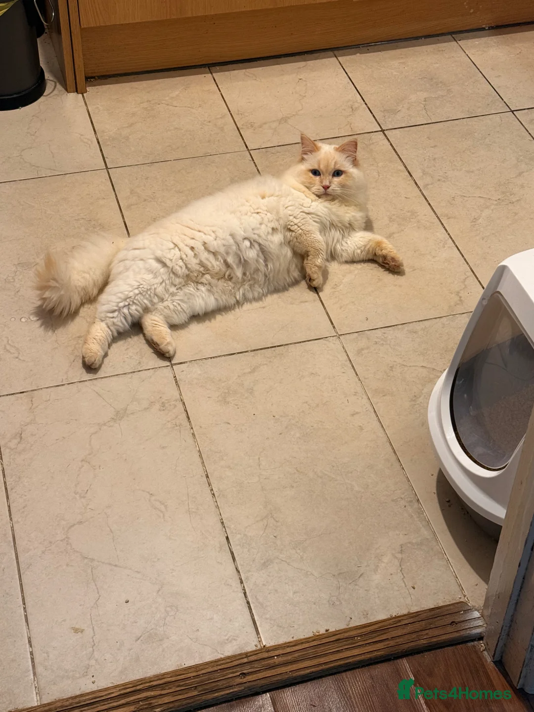 Ragdoll cats for stud: Flame ragdoll stud GCCF & Tica registered - Advert 9