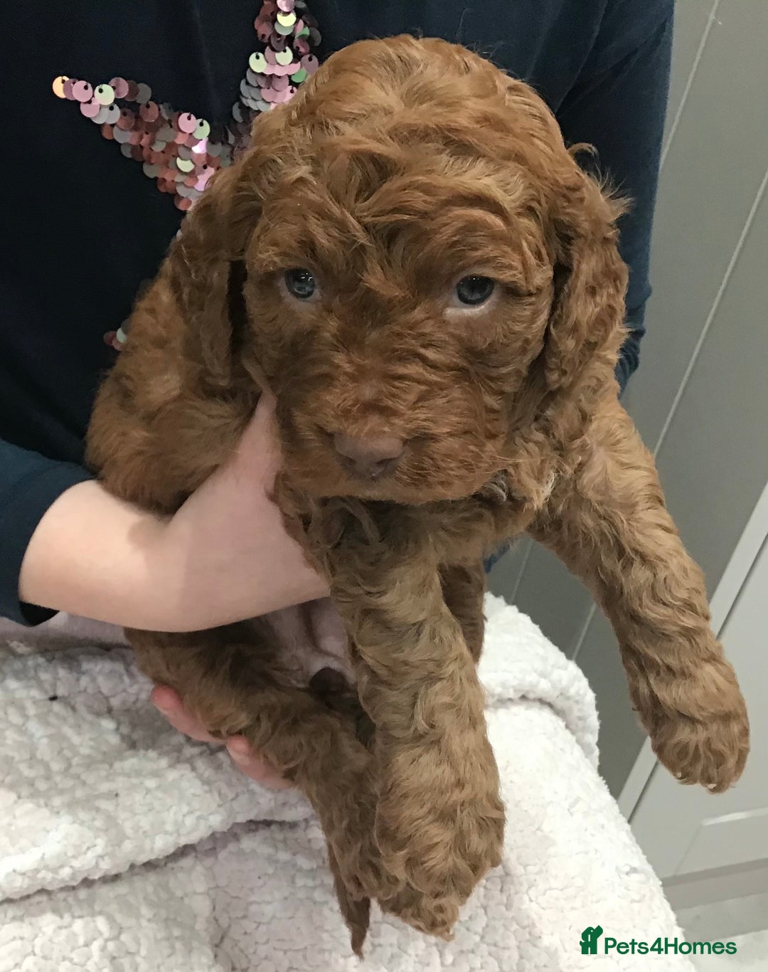 Labradoodle dogs for sale: 5* MINI F1B LABRADOODLE PUPPIES. - Advert 15