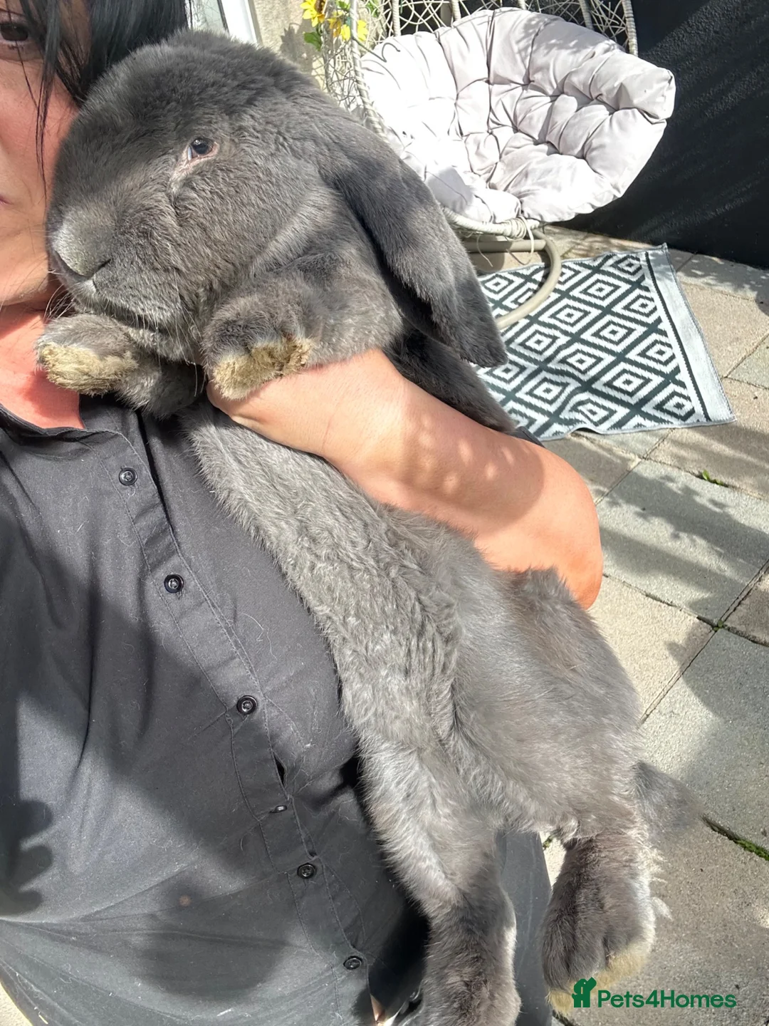 French Lop rabbits for sale: Gorgeous Giant French lops babies  - Advert 5