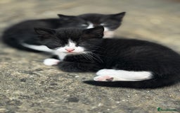British Shorthair cats for sale: Adorable 9 weeks kitten half British shorthair  in Reading - Image 6