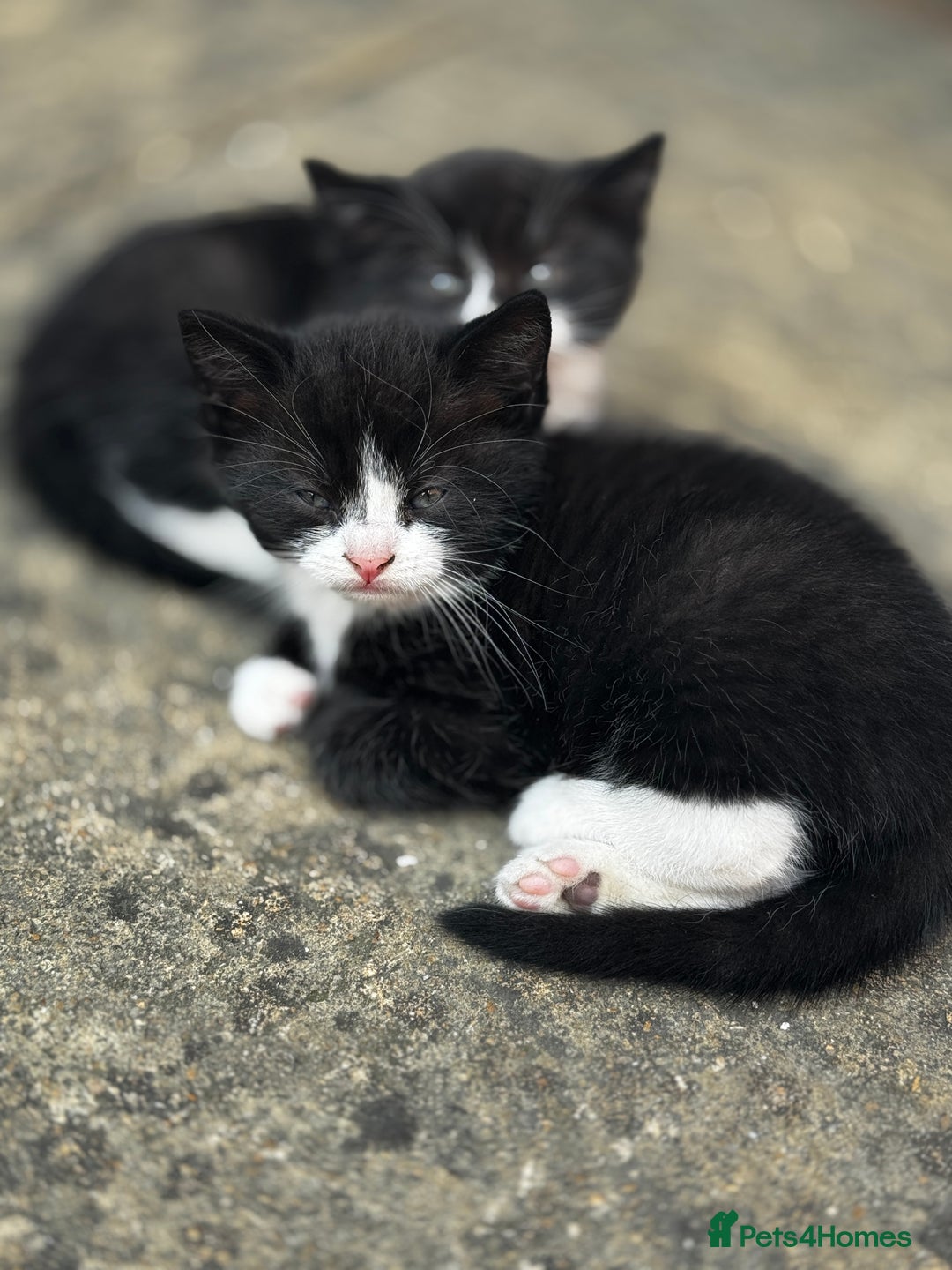 British Shorthair cats for sale: Adorable 9 weeks kitten half British shorthair  in Reading - Image 6