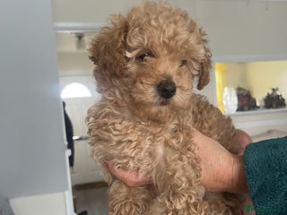 Miniature Poodle dogs three beautiful miniature poodles🤍🤍 - Advert 1