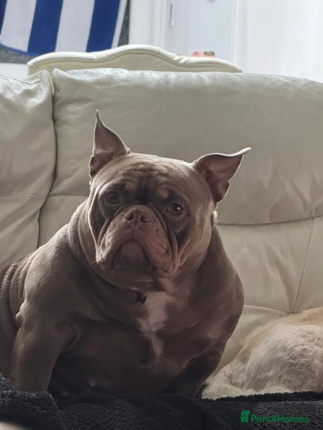 American Bully dogs for sale: Loving 3y Female pocket Bully for a Forever home in London - Advert 2