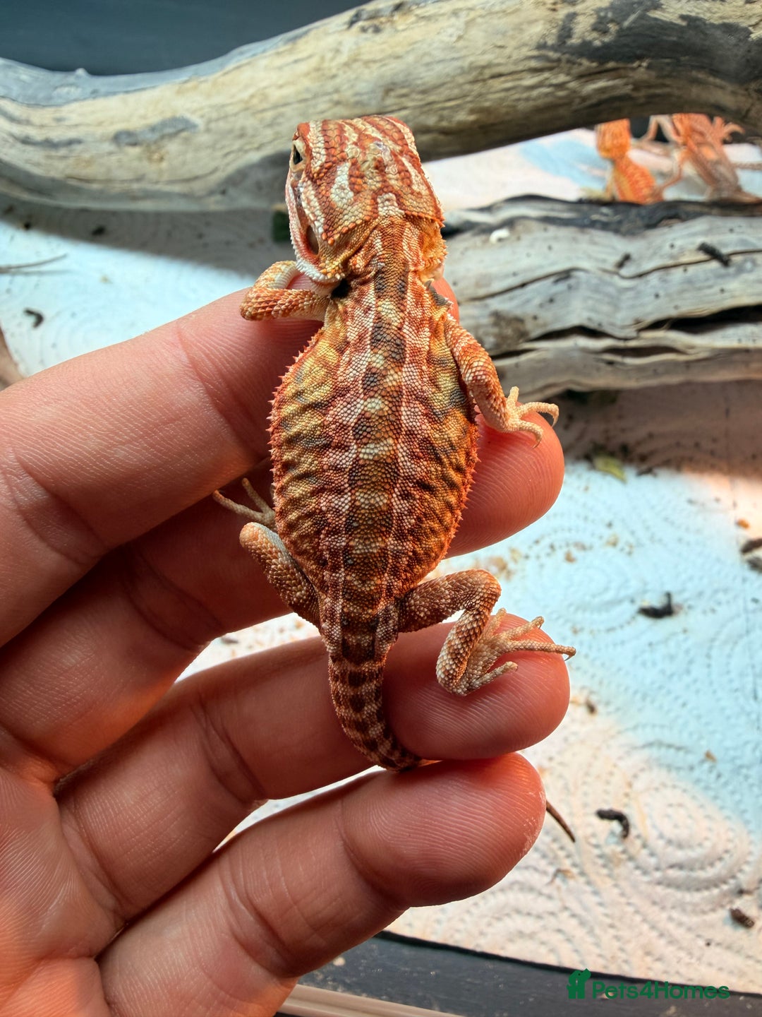 Bearded Dragon reptiles for sale: Super red and Gstripe Baby Breaded dragons - Image 10