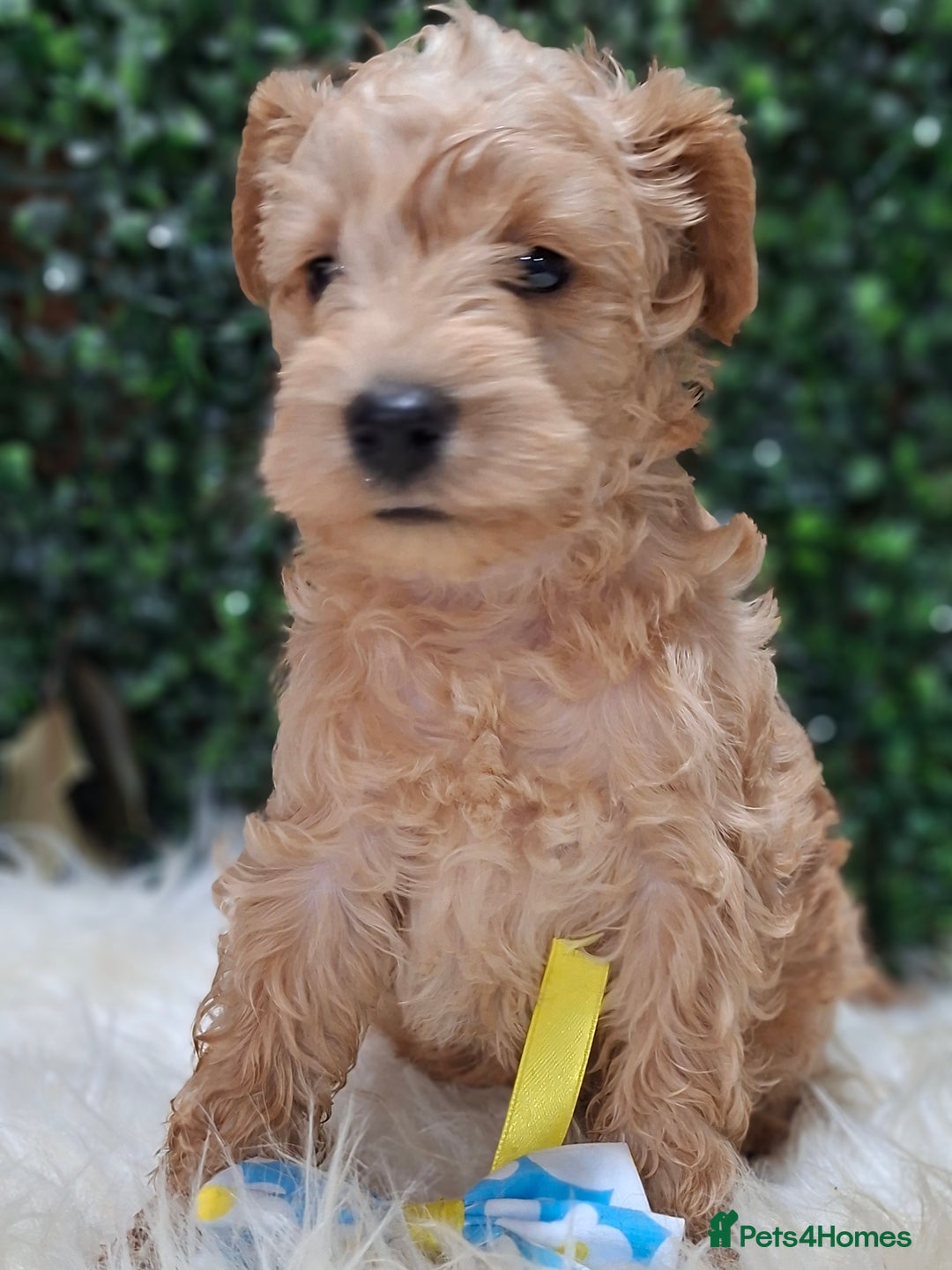 Mixed Breed dogs for sale: ✨ Exceptional Toy Schnoodle Puppies Available ✨ - Advert 5