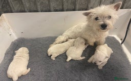 West Highland Terrier dogs for sale: KC registered west highland white puppues - Image 15