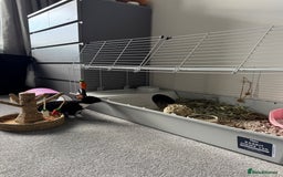 Mixed Breed rabbits for sale: 2 Bunnies with cage and all remaining supplies  - Image 13