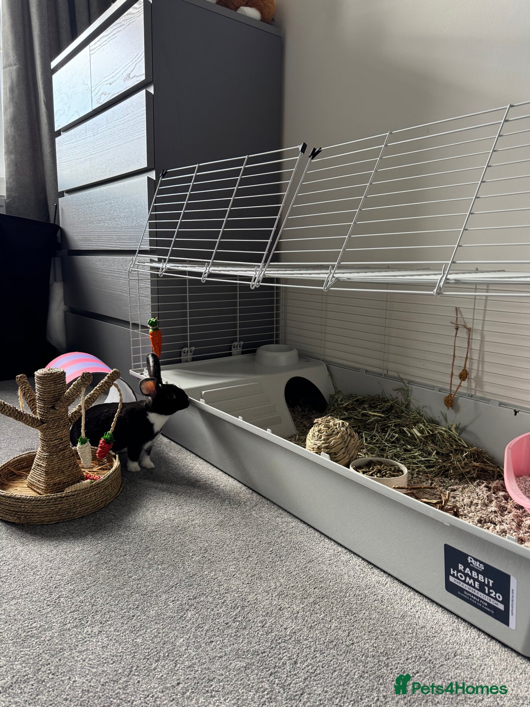 Mixed Breed rabbits for sale: 2 Bunnies with cage and all remaining supplies  - Image 13