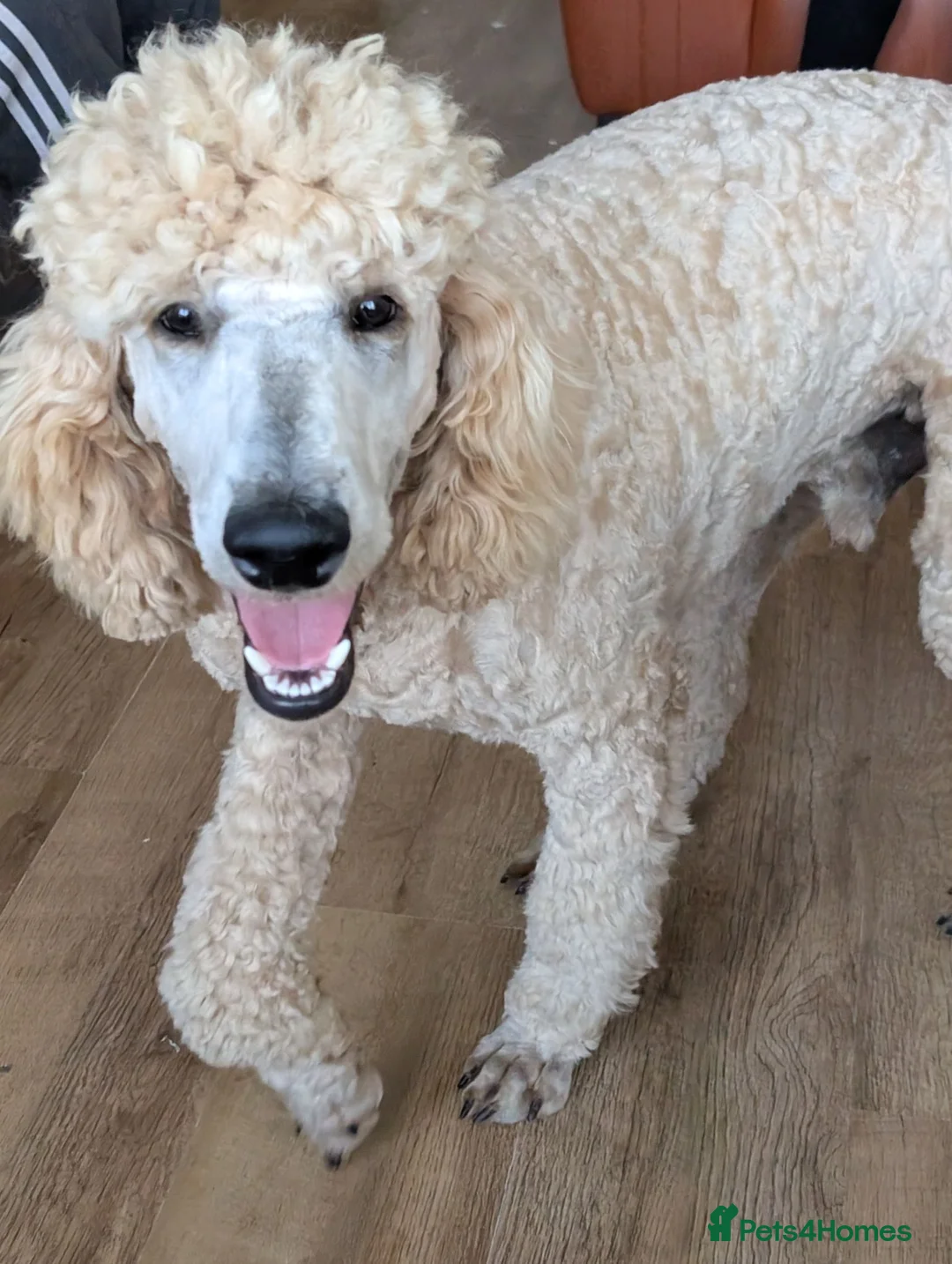 Standard Poodle dogs for stud: Standard Poodle for stud in Middlesbrough - Advert 1