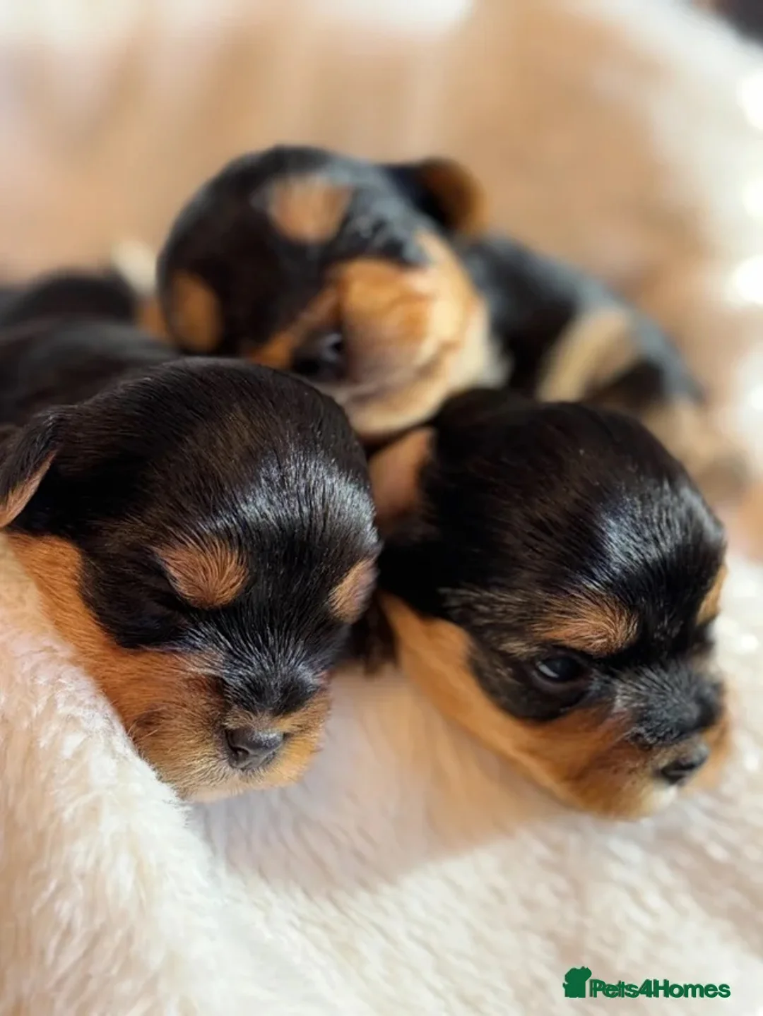 Yorkshire Terrier dogs for sale: Puppy boy  in Watford - Advert 2
