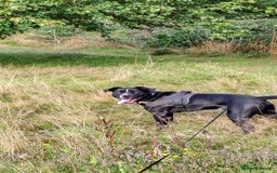 Mixed Breed dogs for sale: Tyson - experienced owner needed - Image 1