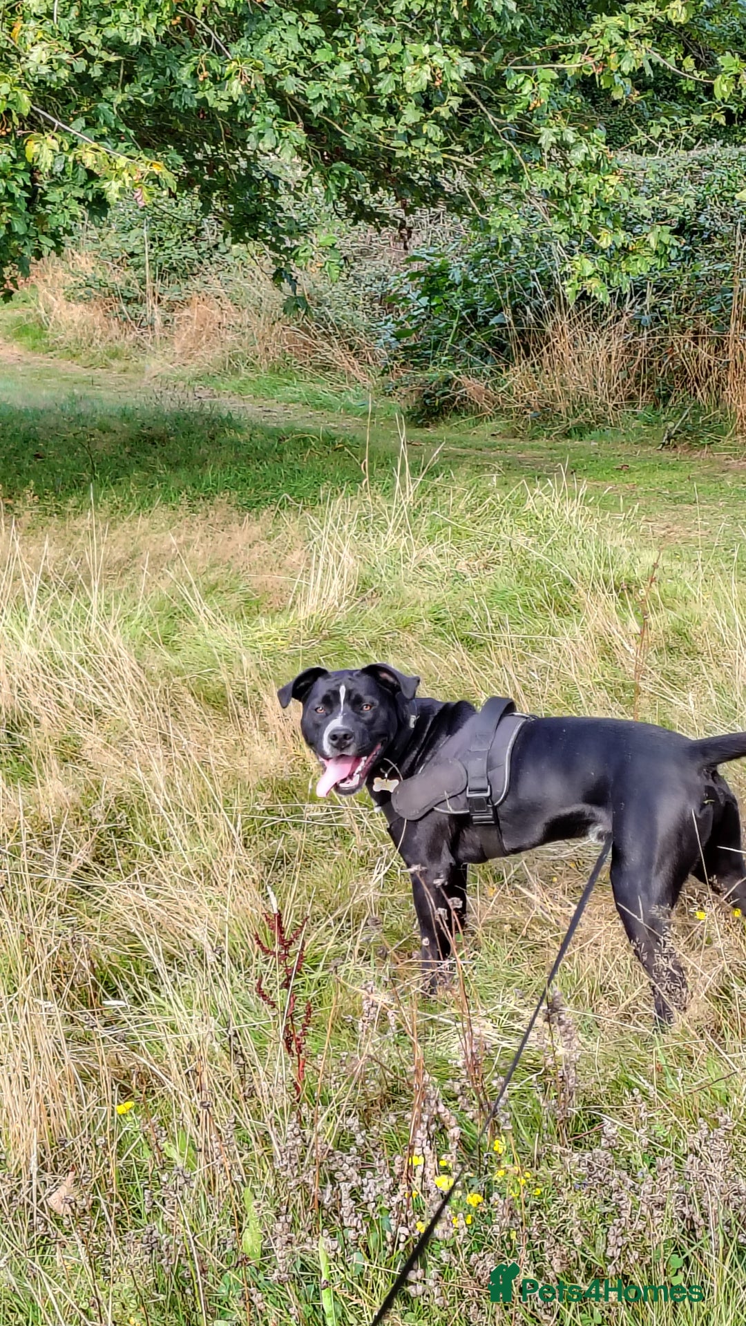 Mixed Breed dogs for sale: Tyson - experienced owner needed - Image 1