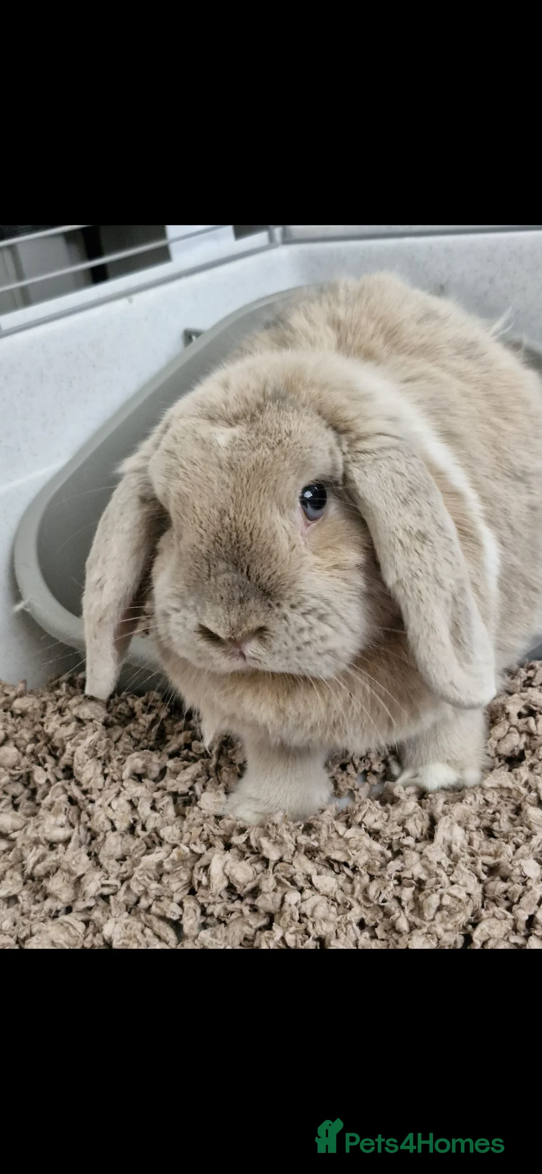 Mini Lop rabbits for sale: Female rabbit  - Advert 2