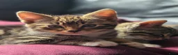 Mixed Breed cats for sale: Kittens ready NOW,  1 girl left - Advert 8