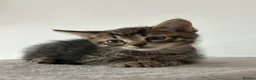 Mixed Breed cats for sale: Tabby kittens  - Advert 3
