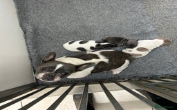 French Bulldog dogs for sale: KC registered French bulldog - Image 4