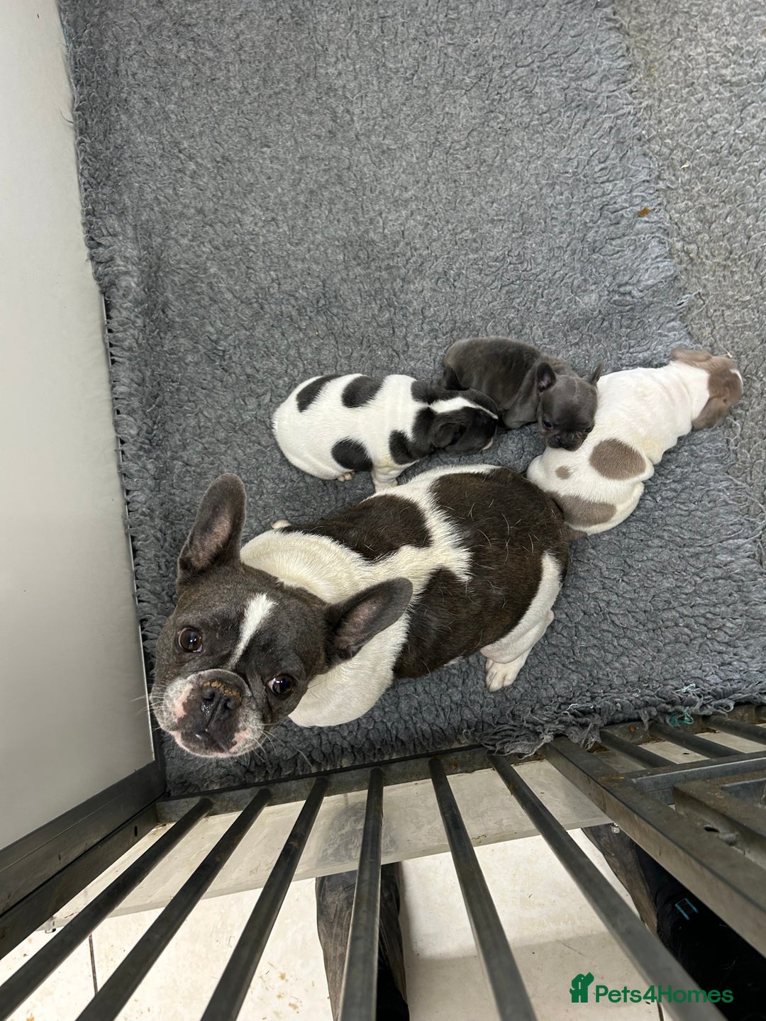 French Bulldog dogs for sale: KC registered French bulldog - Image 4