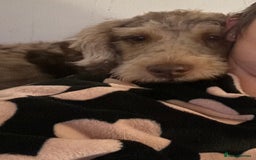 Labradoodle dogs for sale: STUNNING CHOCOLATE MERLE GIRL - Advert 3