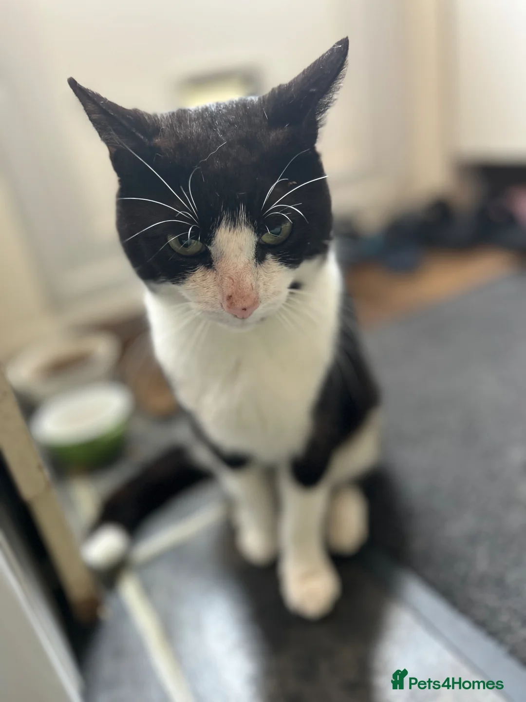 European cats for sale: Cat boy  in Addlestone - Advert 1