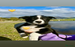 Border Collie dogs for sale: Pure bred, beautiful Border Collie puppies 🖤🤍🐾 - Image 21