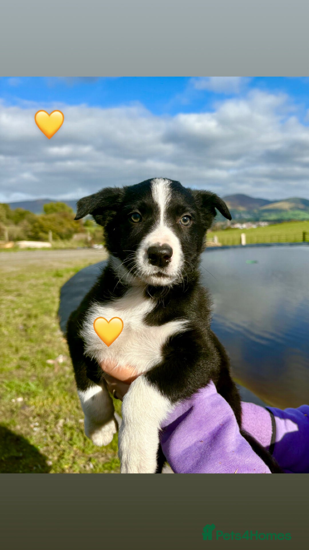 Border Collie dogs for sale: Pure bred, beautiful Border Collie puppies 🖤🤍🐾 - Image 21