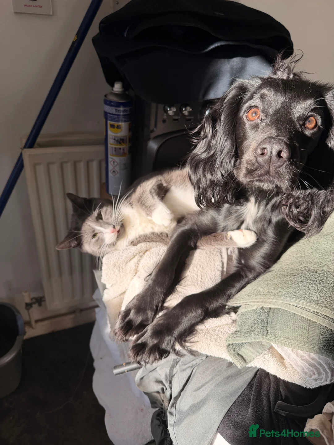 Cocker Spaniel dogs for sale: Female cocker spaniel  in Doncaster - Advert 1