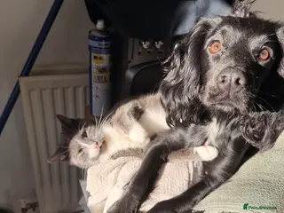 Cocker Spaniel dogs Female cocker spaniel - Advert 3