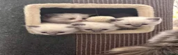 Ragdoll cats for sale: Champion line TICA registered Ragdoll kittens  - Advert 7