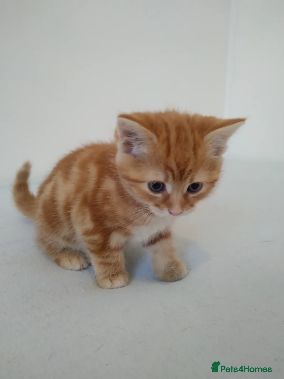 British Shorthair cats for sale: English shorthair - Advert 2