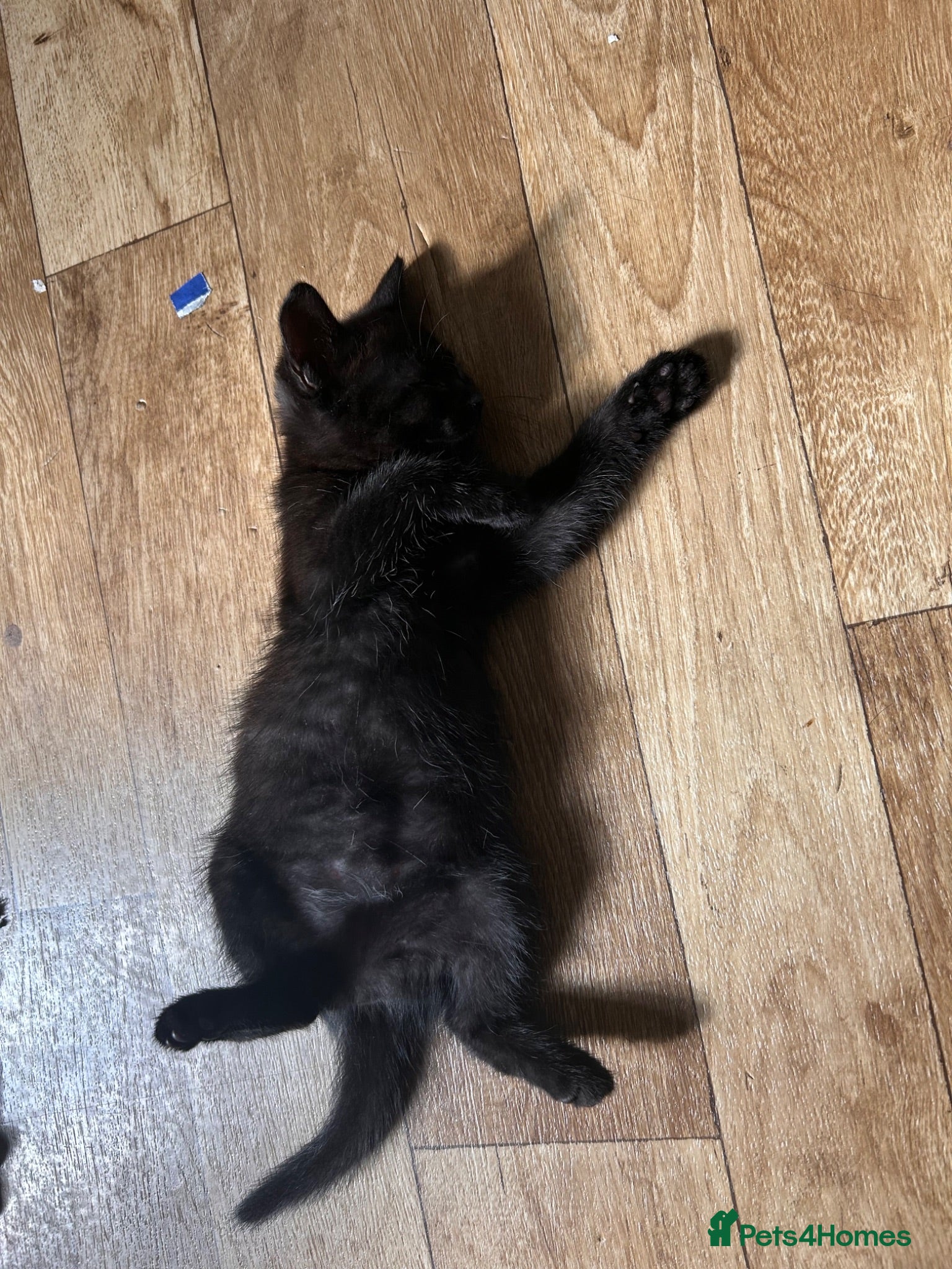 Mixed Breed cats One black female kitten  - Advert 3