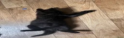 Mixed Breed cats for sale: One black female kitten  - Advert 1