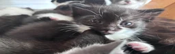 Mixed Breed cats for sale: 6 beautiful kittens looking for forever home in Peacehaven - Advert 6