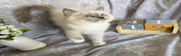 Ragdoll cats for sale: GCCF REGISTERED DNA TESTED PARENTS - Advert 16